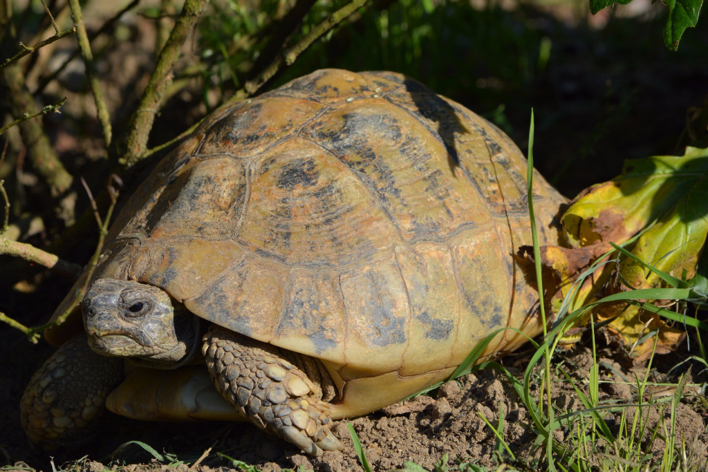 Testudo Valdarno Allevamento Amatoriale Di Tartarughe E Testuggini Europee Ed Esotiche T Hermanni Boettgeri