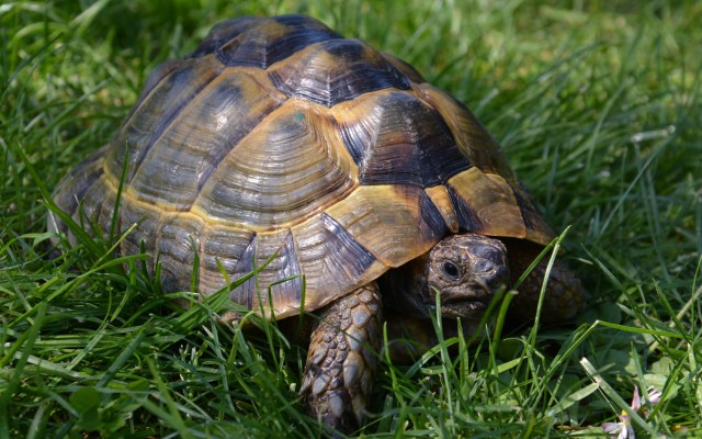 Testudo Valdarno Allevamento Amatoriale Di Tartarughe E Testuggini Europee Ed Esotiche