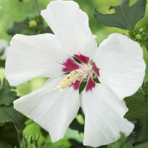 hibiscus-syriacus-red-heart-004