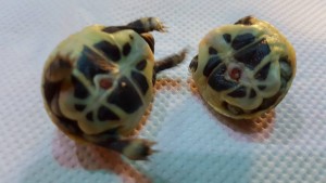 nascita gemellare di tartarughe 3