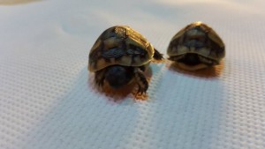 nascita gemellare di tartarughe 5