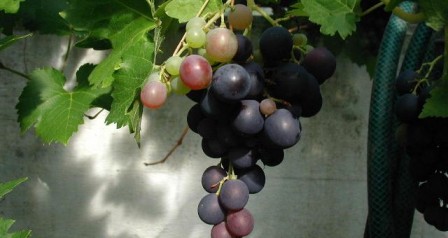 Vitis-vinifera